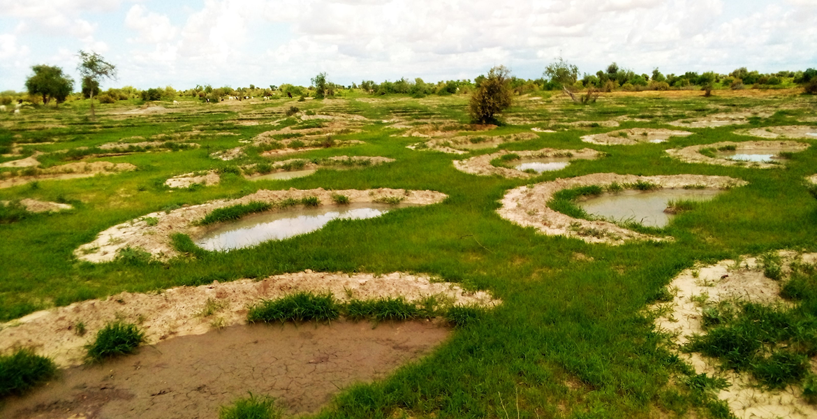 1170régénération des terres récupérées